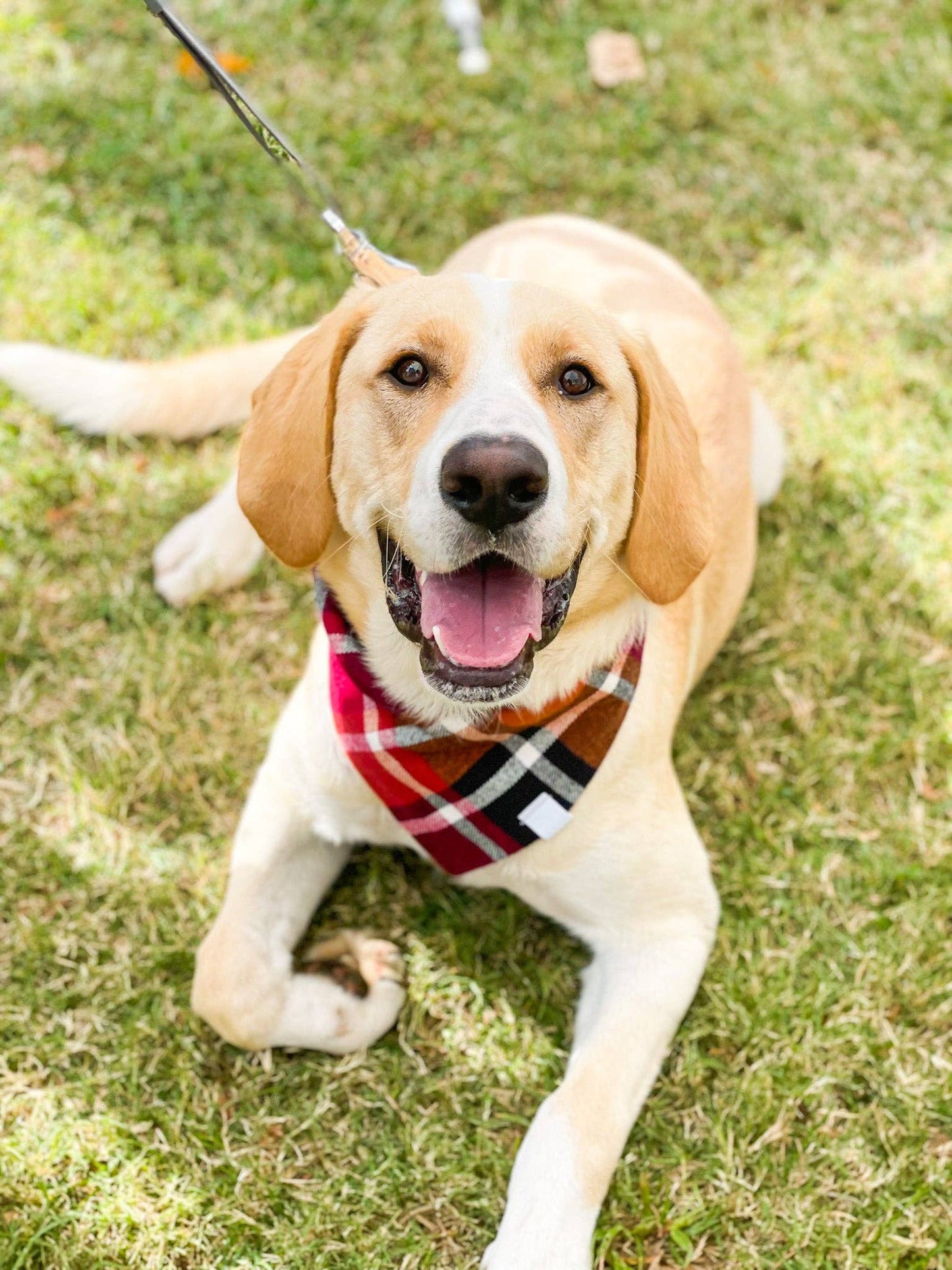 Apple Orchard Plaid Flannel Bandana: Small