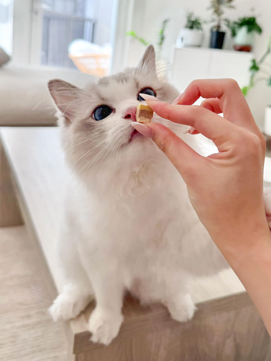 Petit Pawtisserie - Freeze Dried Duck Cake Cube Treats for Cats & Dogs 50g