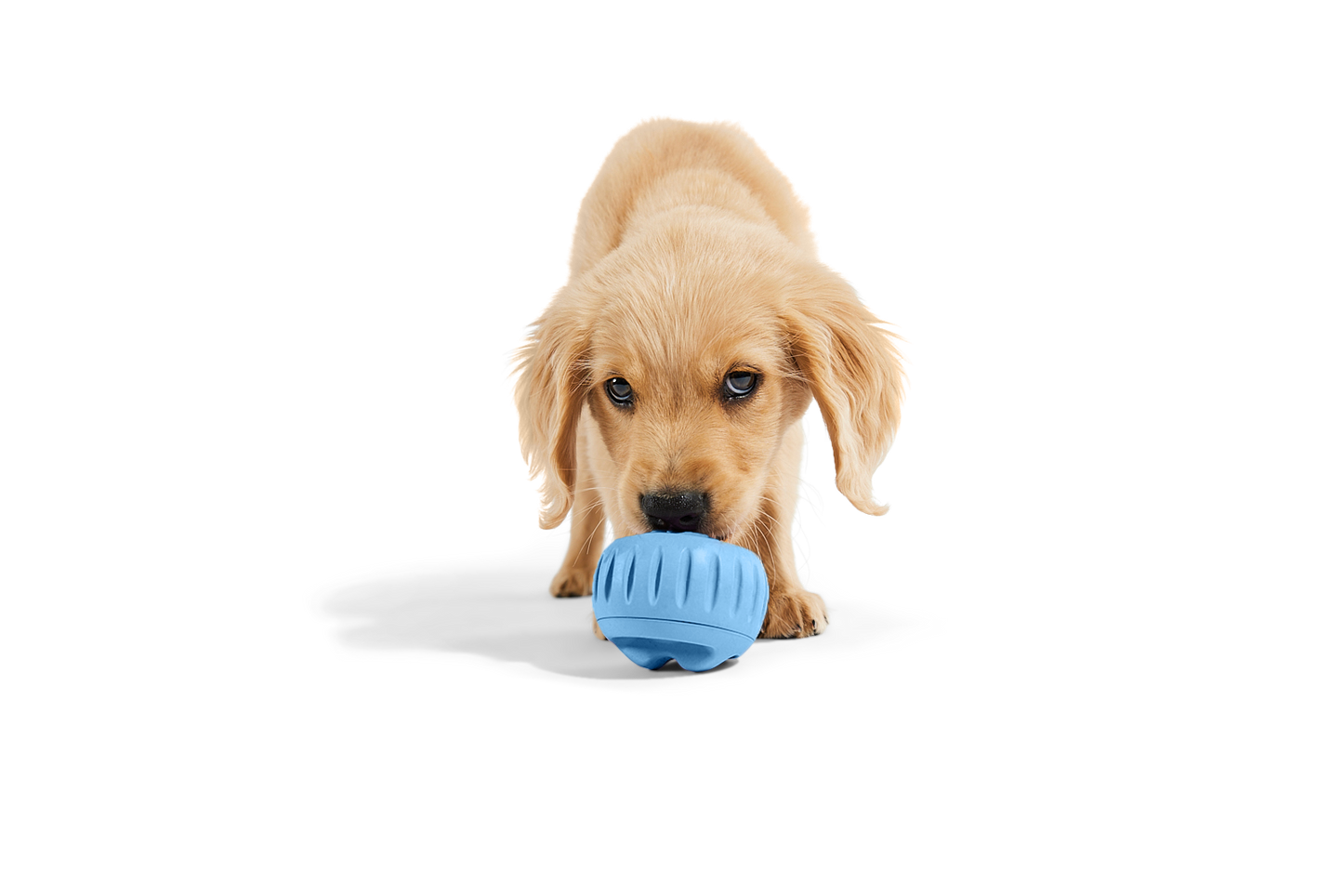 Woof - The Pupsicle -BLUE Small