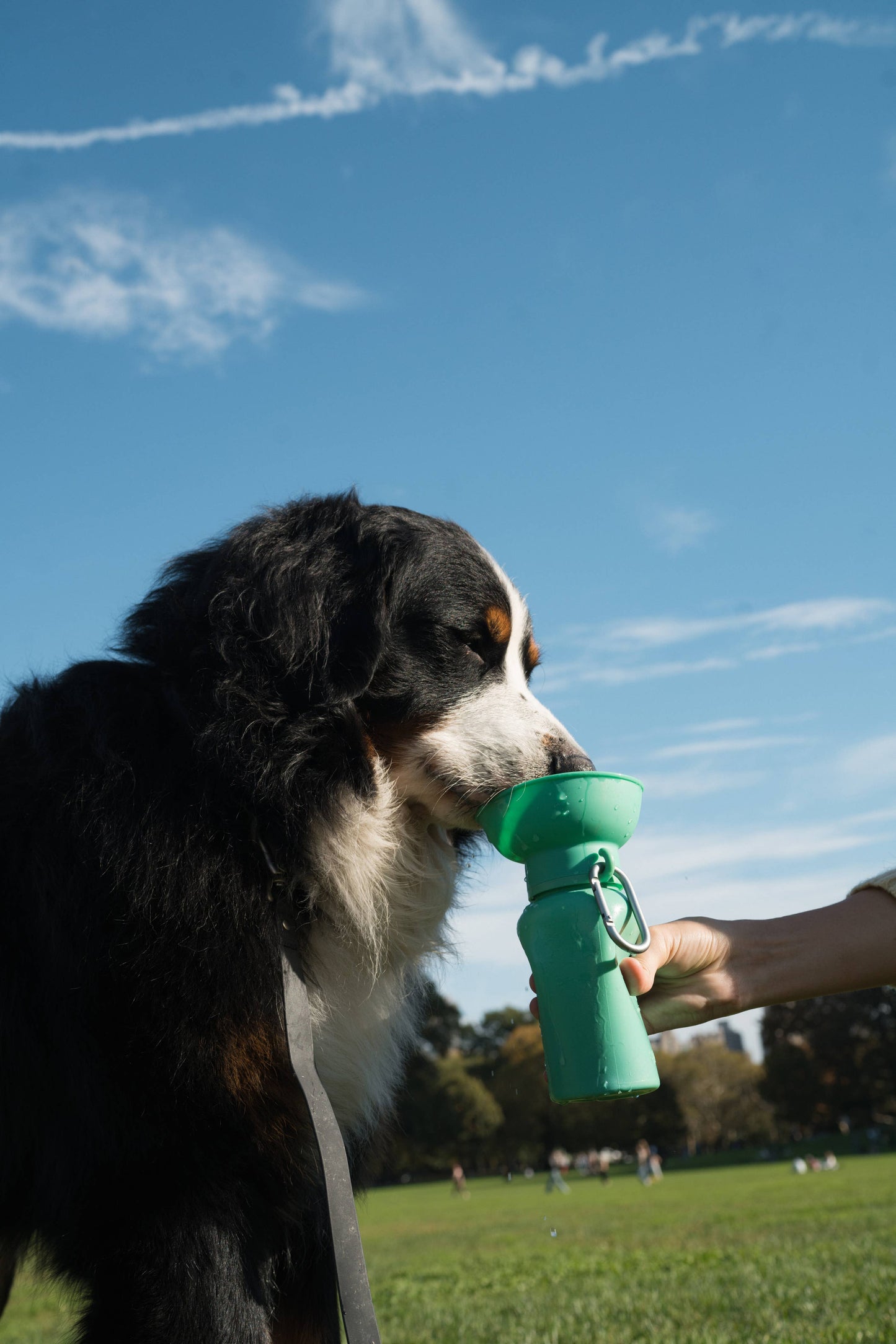 Springer Pets - Dog Travel Water Bottle, 20oz, Flip Silicone: Sky Blue