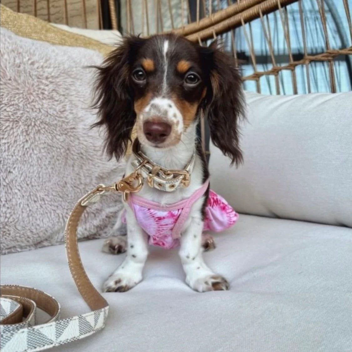 Chewy Vuitton Vanilla | Collar & Leash Set