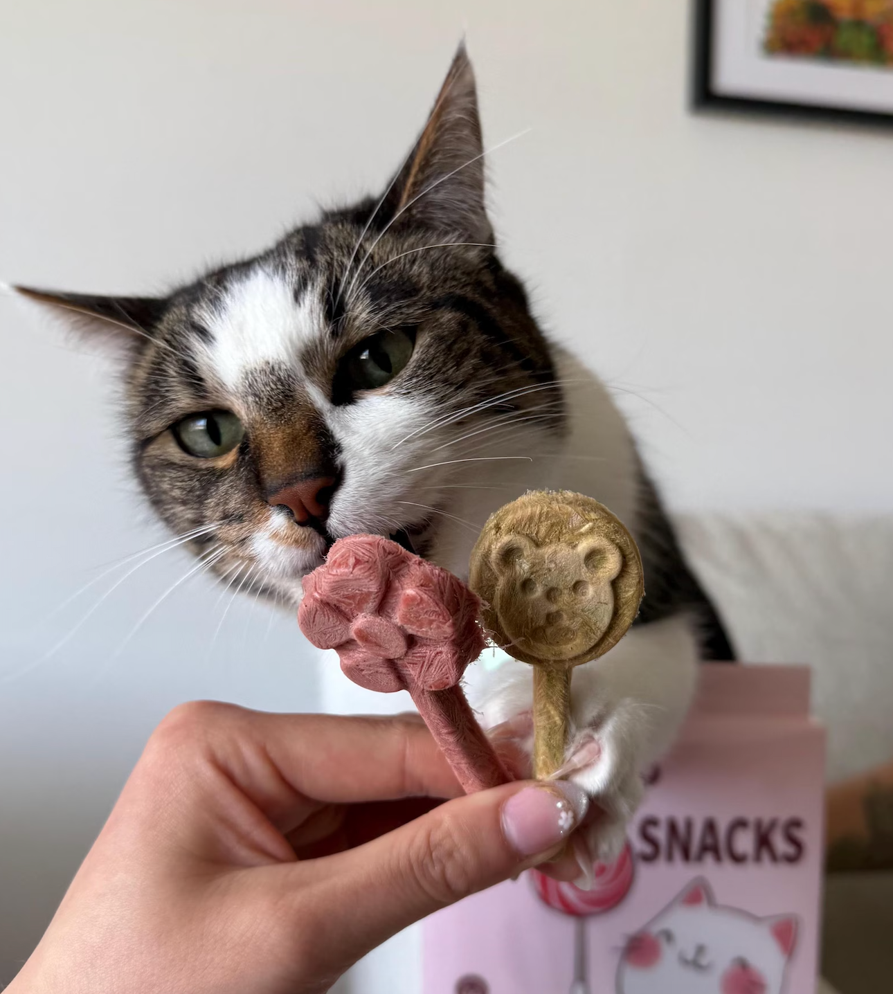 Petit Pawtisserie - Freeze Dried Lollipops Pet Treats for Cats & Dogs 8 Pc Pack