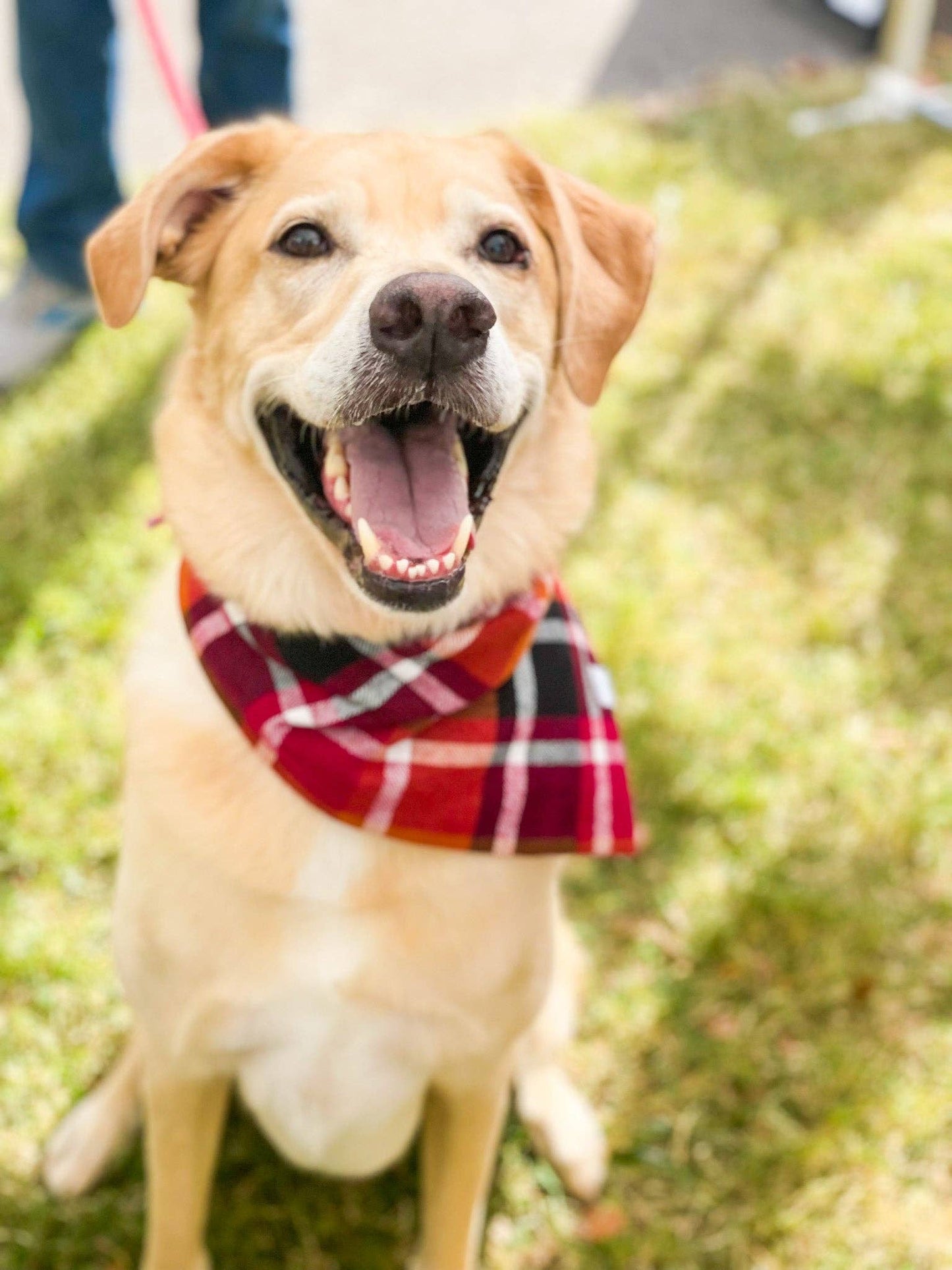 Pet Musings - Apple Orchard Plaid Flannel Bandana: Small