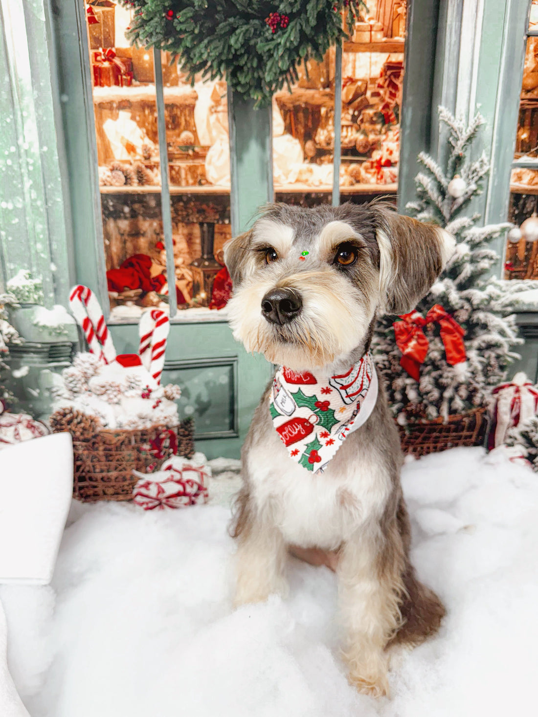 New Year’s Resolutions to Make With Your Dog 🐾✨