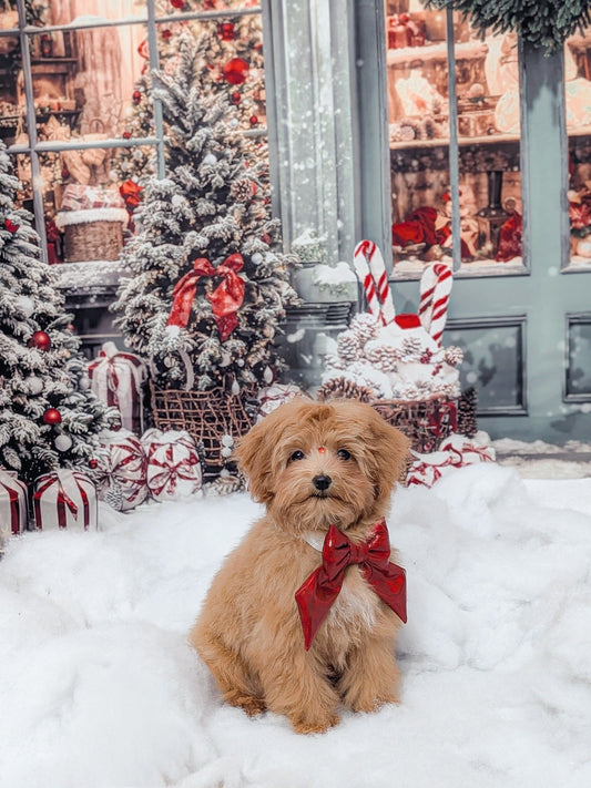 🛍 Why Supporting Small Businesses Matters (And 7 Ways to Do It