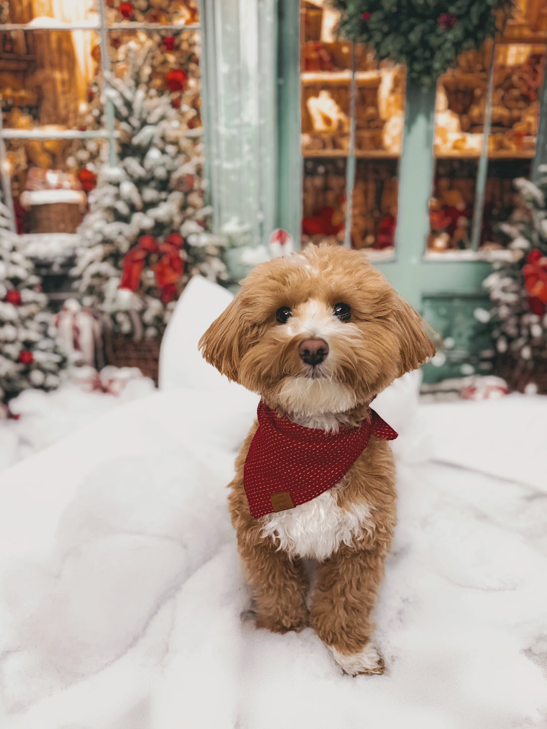 🎉 New Year’s Eve Activities to Do With Your Dog