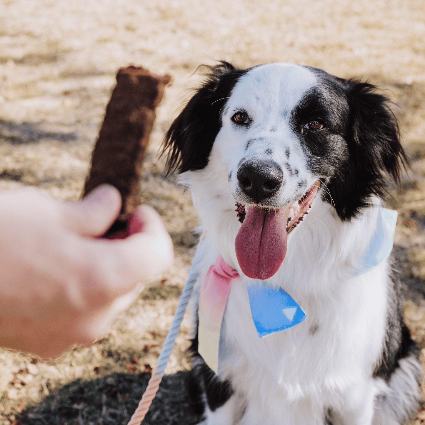 Bundle x Joy - Leash & Load Beef Superfood Jerky Bars for Dogs 16oz: 16oz