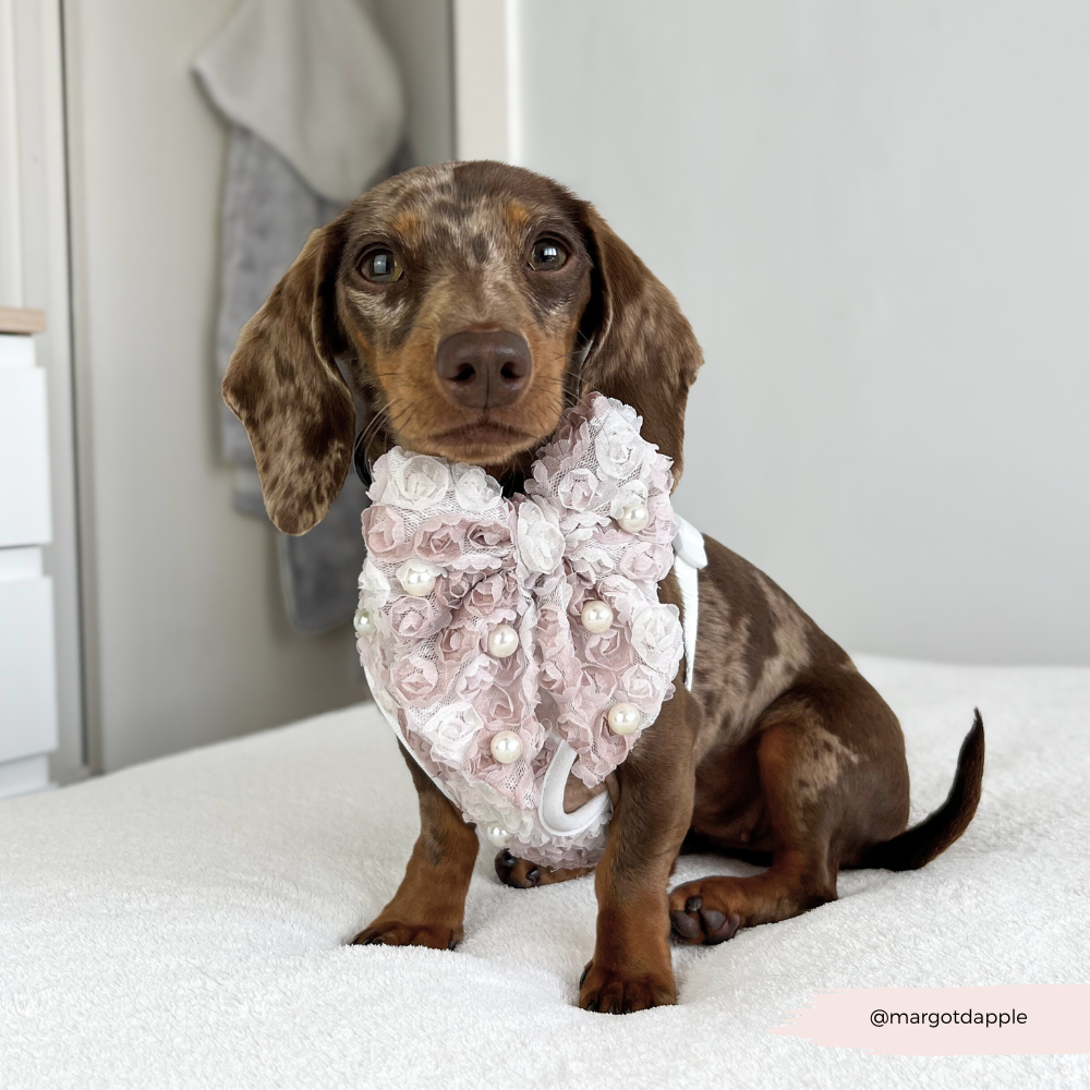 Cocopup London - Pearly Pup Sailor Bow Tie