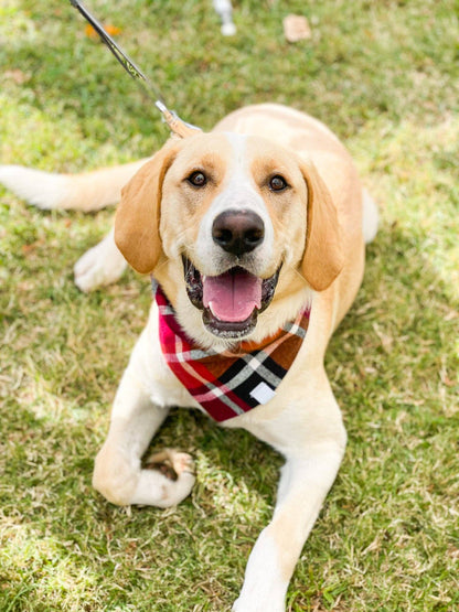Pet Musings - Apple Orchard Plaid Flannel Bandana: Small