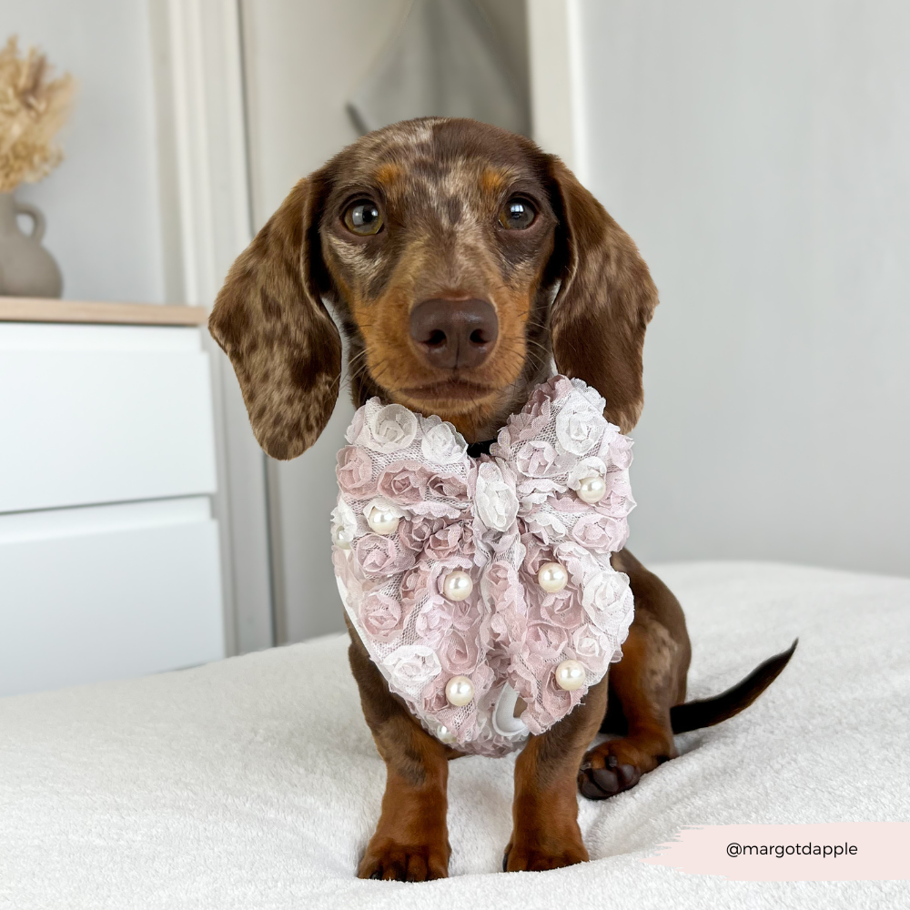 Cocopup London - Pearly Pup Sailor Bow Tie