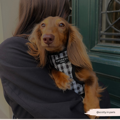 Cocopup London - Pup in Paris Adjustable Neck HARNESS: L