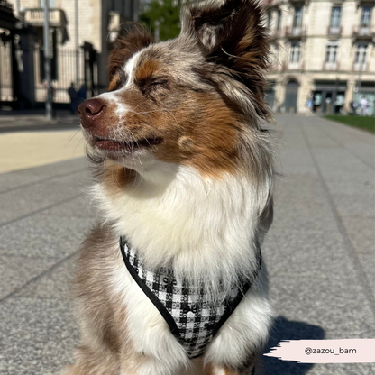 Cocopup London - Pup in Paris Adjustable Neck HARNESS: XS