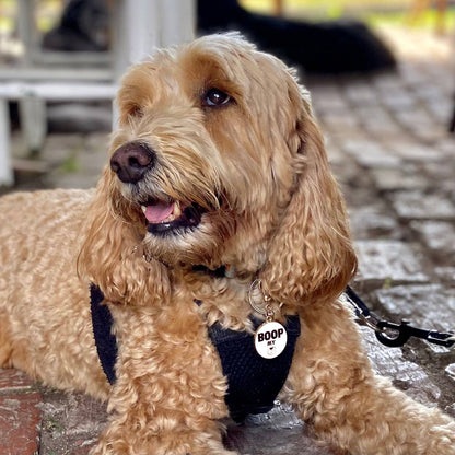 Cocopup London - Dog Collar Charm - Boop My Snoot