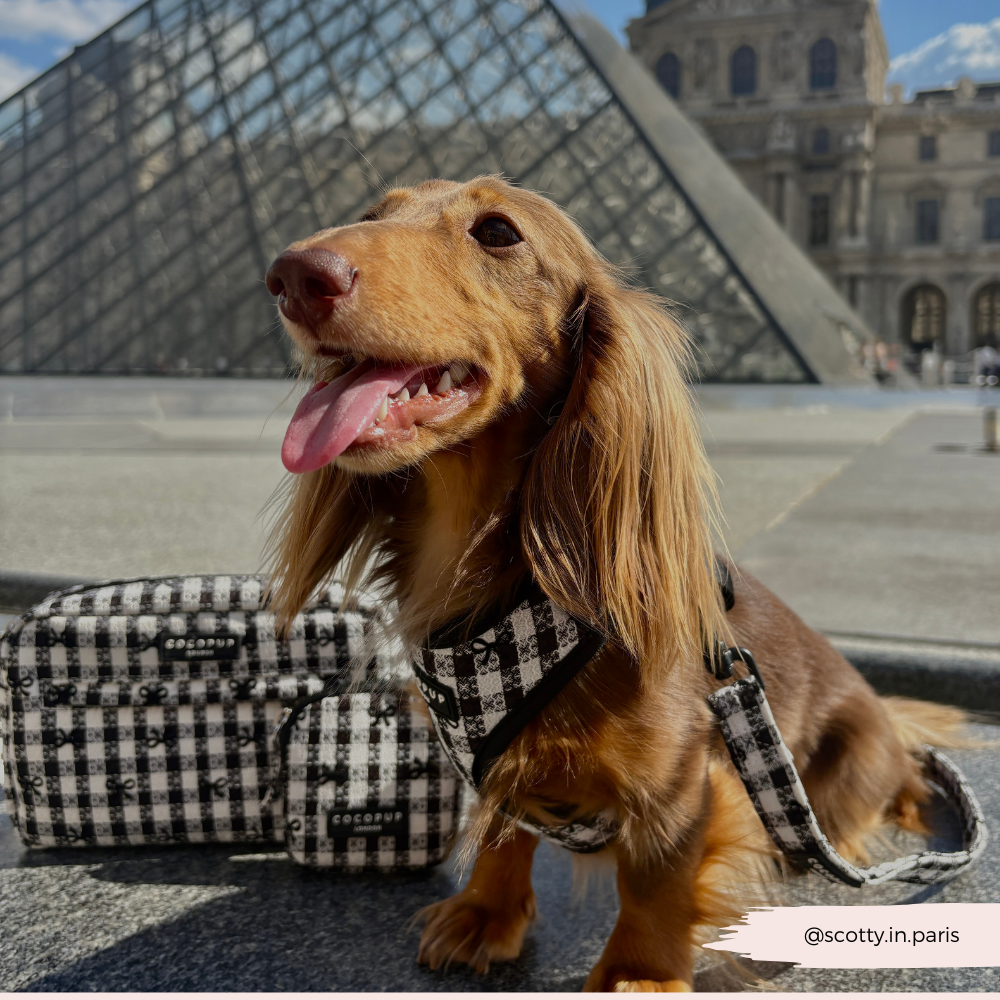 Cocopup London - Pup in Paris Adjustable Neck HARNESS: L