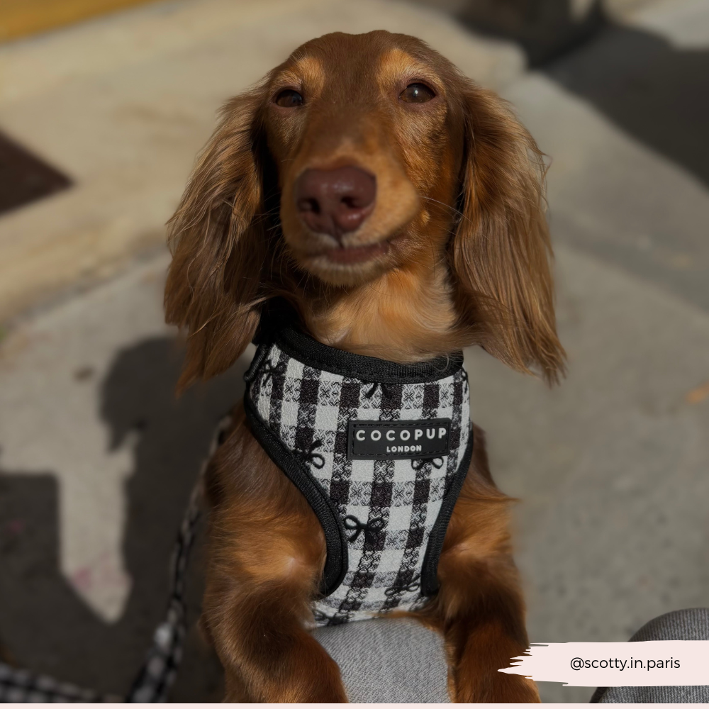 Cocopup London - Pup in Paris Adjustable Neck HARNESS: L