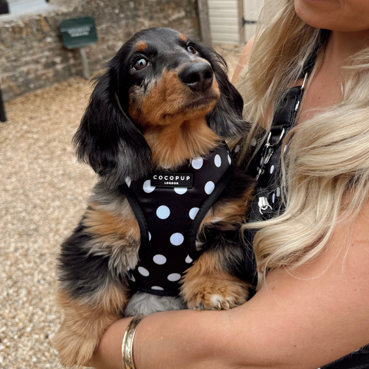 Cocopup London - Satin Polka Dot Adjustable Neck HARNESS: XXS