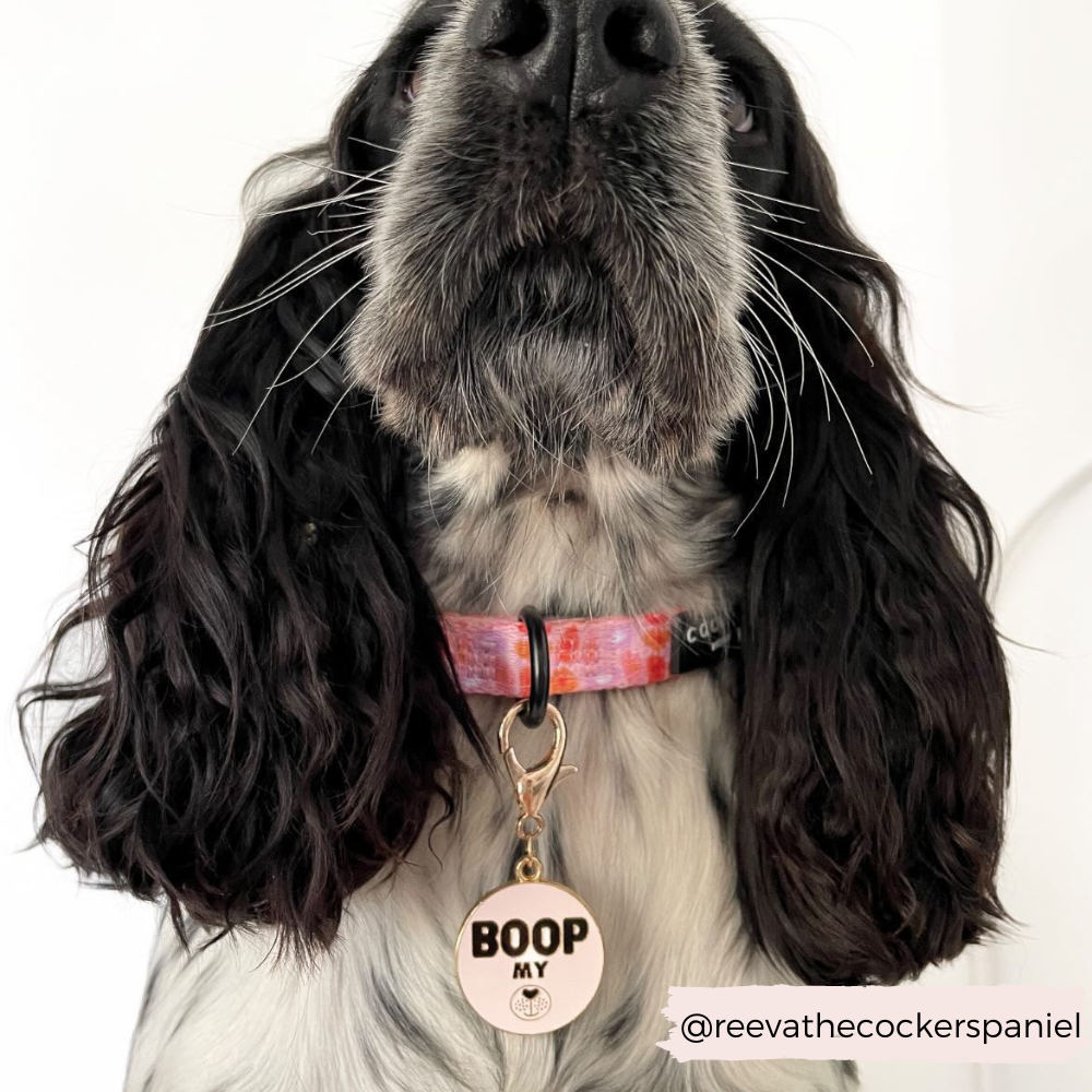 Cocopup London - Dog Collar Charm - Boop My Snoot