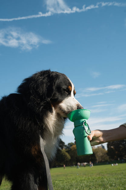 Springer Pets - Dog Travel Water Bottle, 20oz, Flip Silicone: Sky Blue