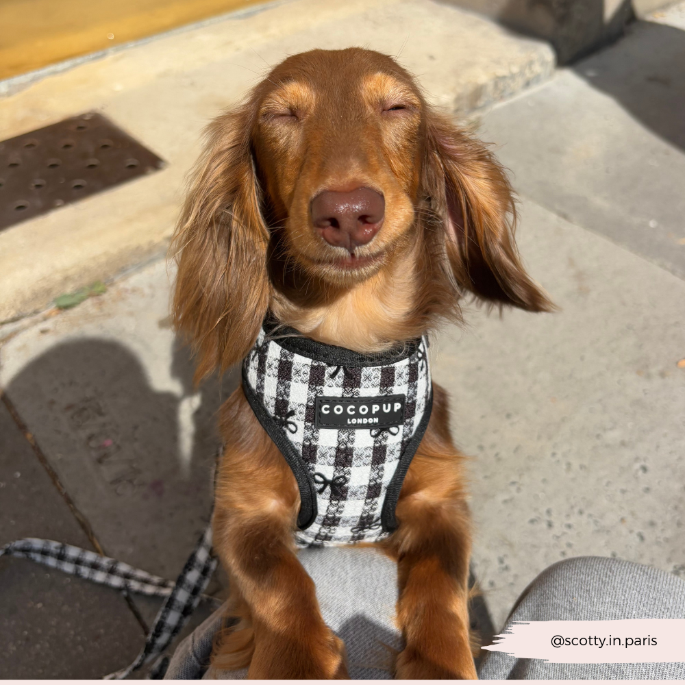 Cocopup London - Pup in Paris Adjustable Neck HARNESS: M