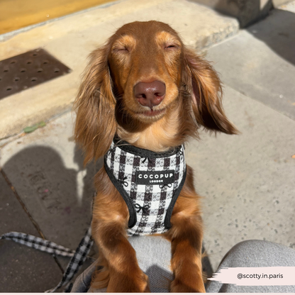 Cocopup London - Pup in Paris Adjustable Neck HARNESS: L