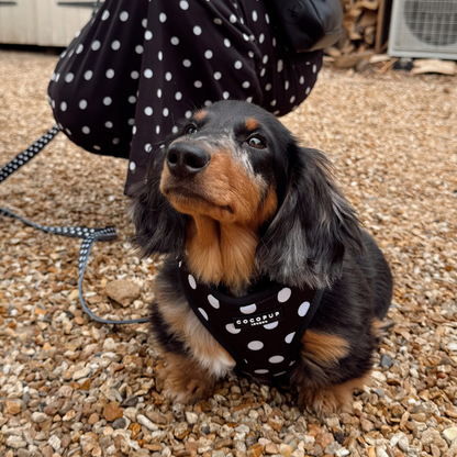 Cocopup London - Satin Polka Dot Adjustable Neck HARNESS: XXS