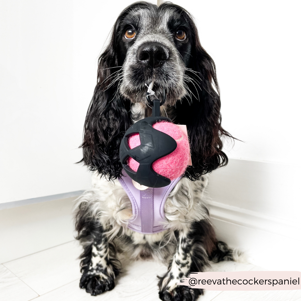 Cocopup London - Tennis Ball Holder - Black