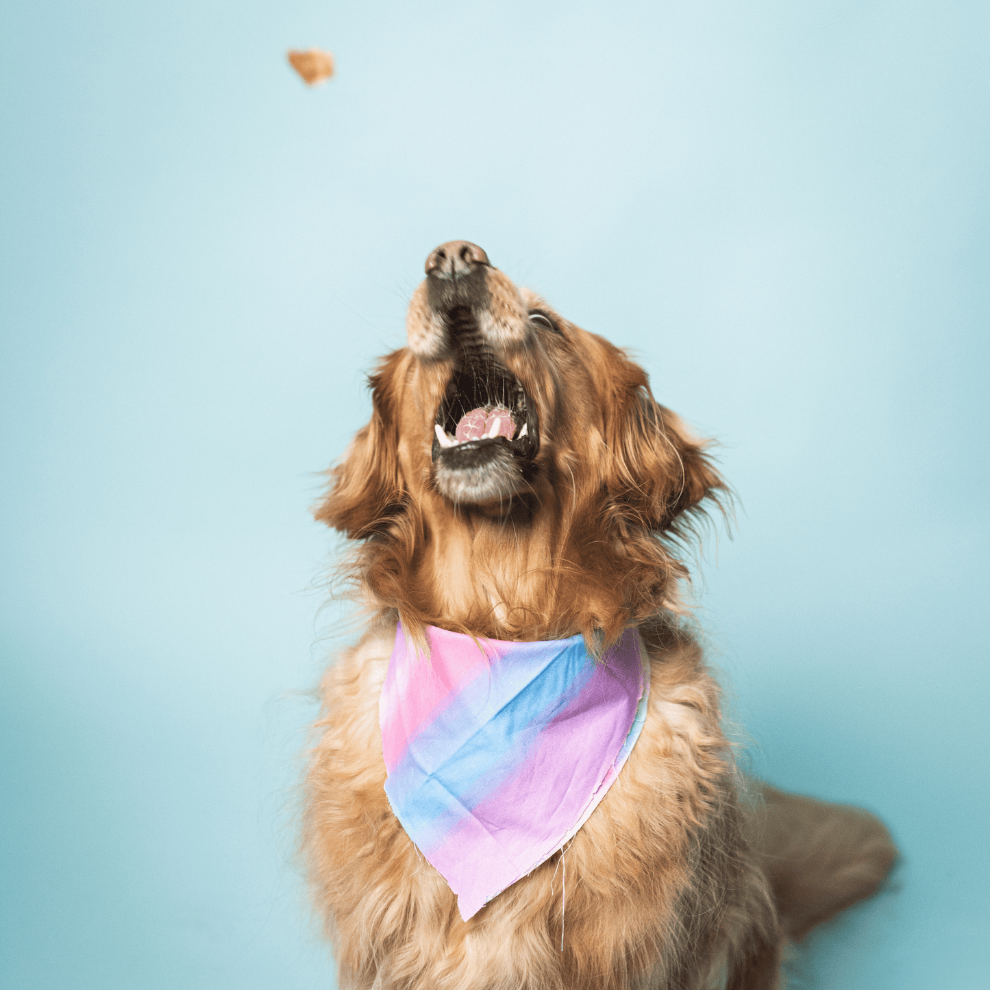 Bundle x Joy - Ride & Vibe Wild-Caught Salmon Jerky Bars for Dogs 5oz: 5oz